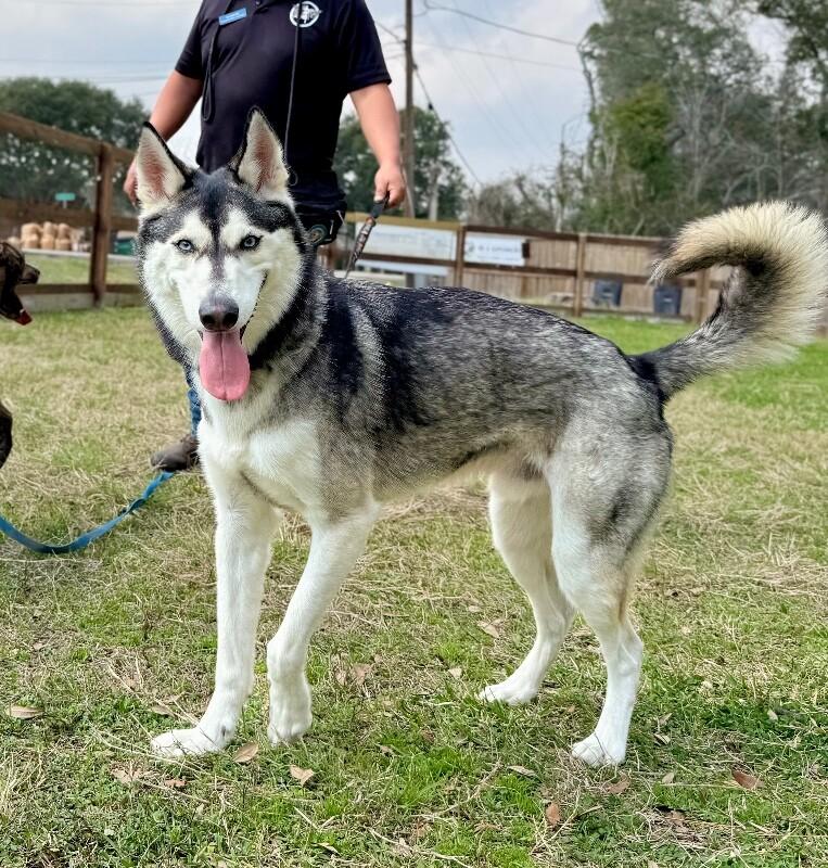 Ranger Roo The Coolest Dude