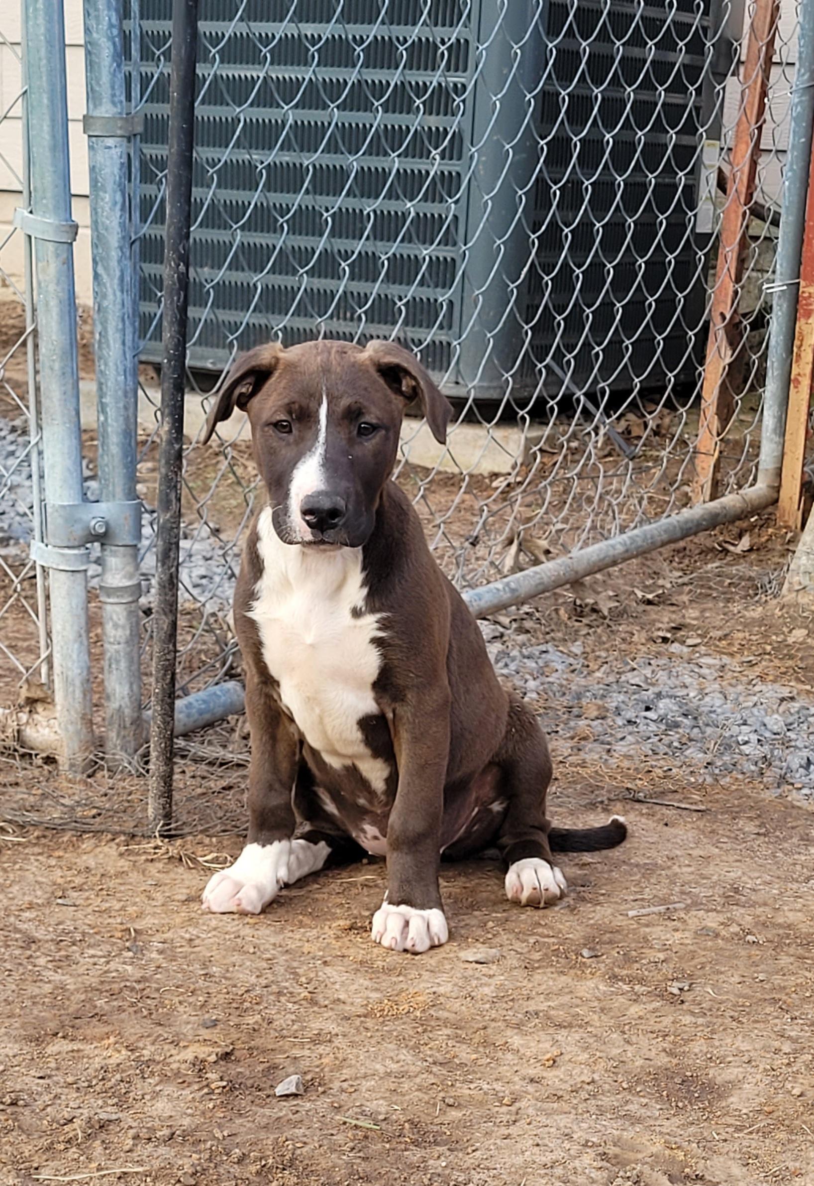 Diamond, Adopted, Young Female Labrador Retriever & Weimaraner.