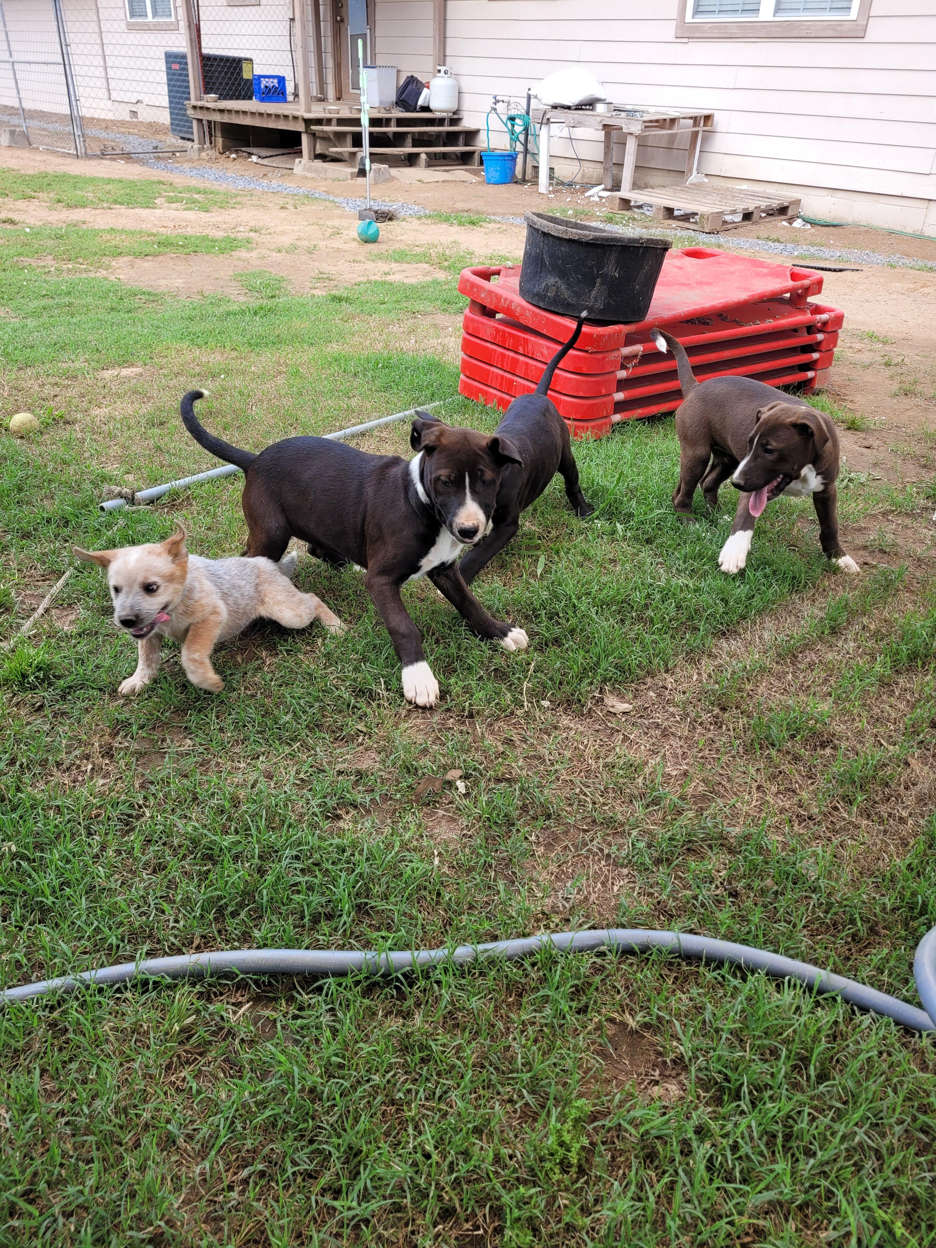 Diamond, an adoptable Labrador Retriever, Weimaraner in Muskogee, OK, 74403 | Photo Image 3