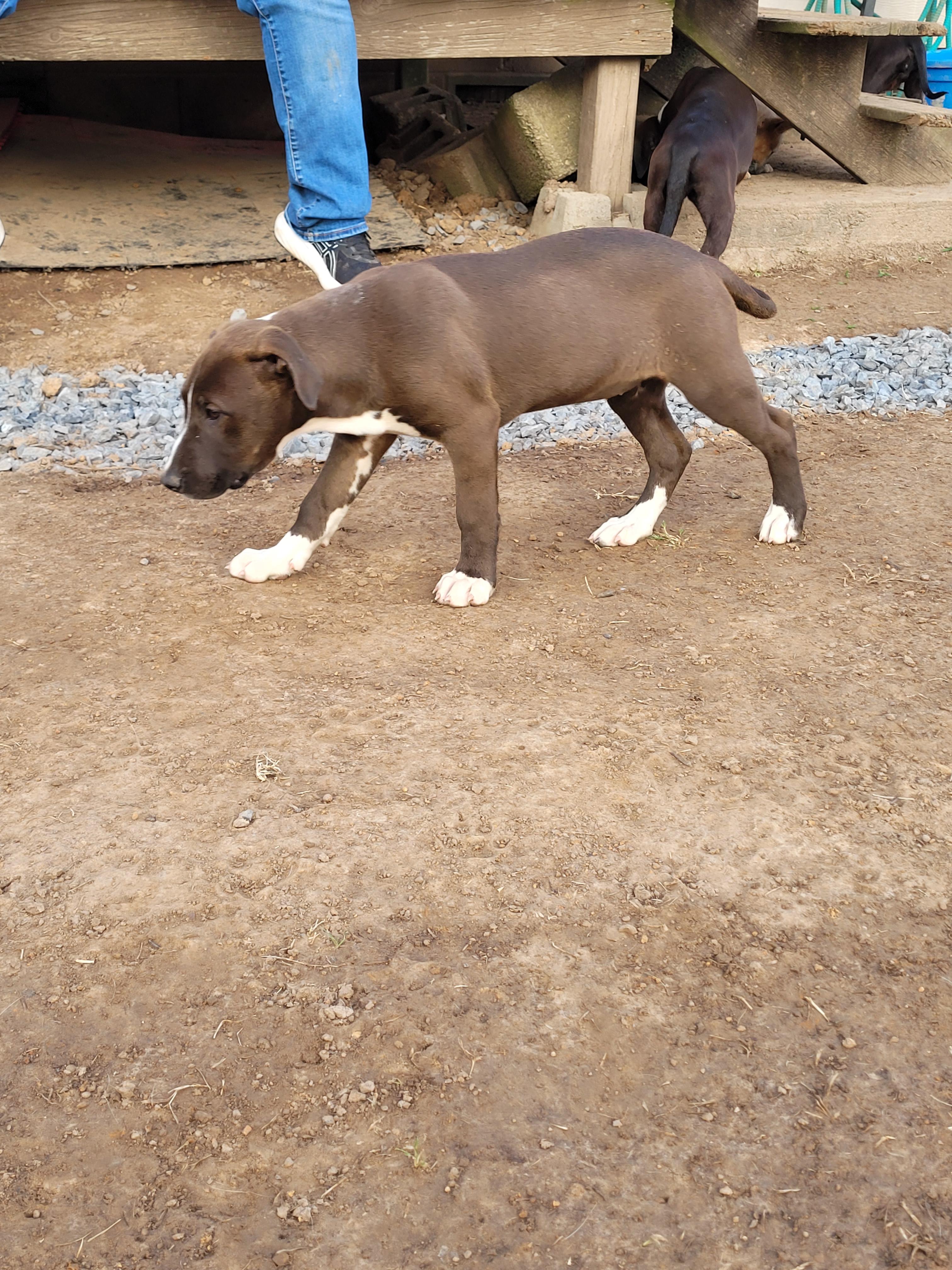 Diamond, an adoptable Labrador Retriever, Weimaraner in Muskogee, OK, 74403 | Photo Image 4