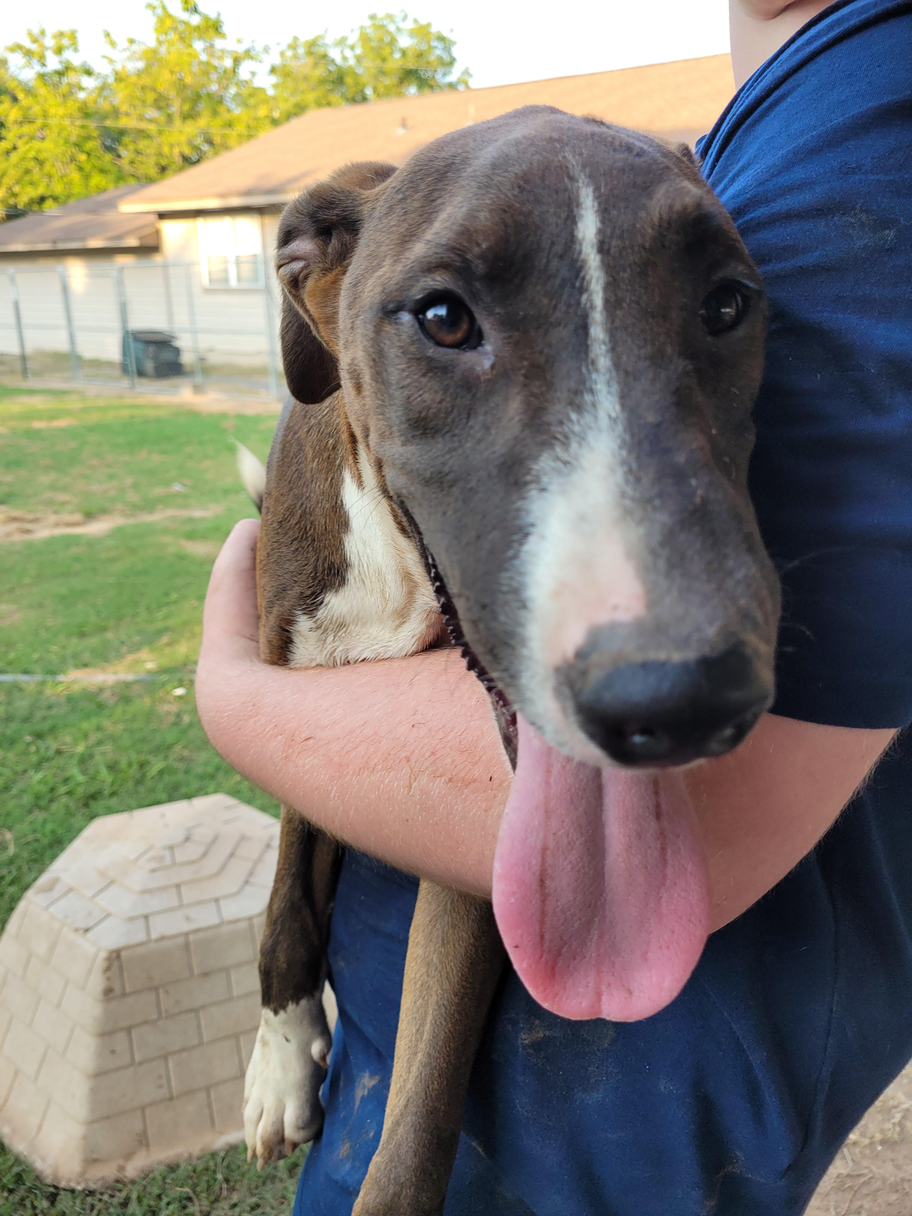 Diamond, an adoptable Labrador Retriever, Weimaraner in Muskogee, OK, 74403 | Photo Image 2