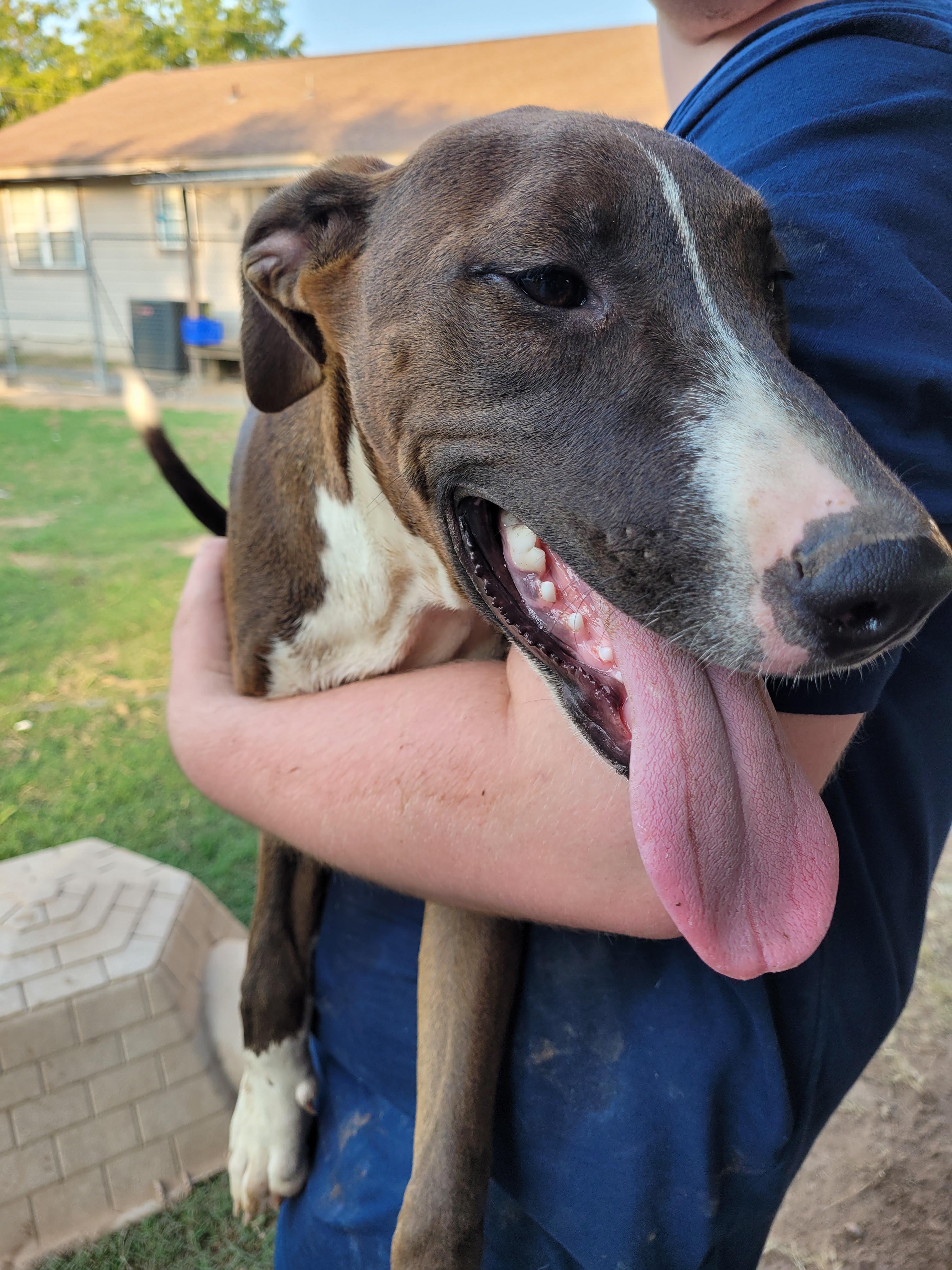 Diamond, an adoptable Labrador Retriever, Weimaraner in Muskogee, OK, 74403 | Photo Image 5