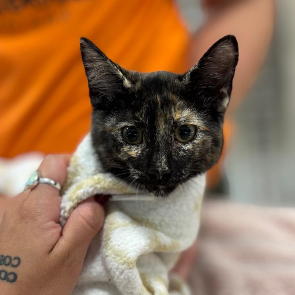 Enlarge Rikki, a Adoptable Domestic Short Hair in Nashville, IN image 1/1
