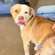 Buster, Adoptable, Adult Male Pit Bull Terrier & Mixed Breed.