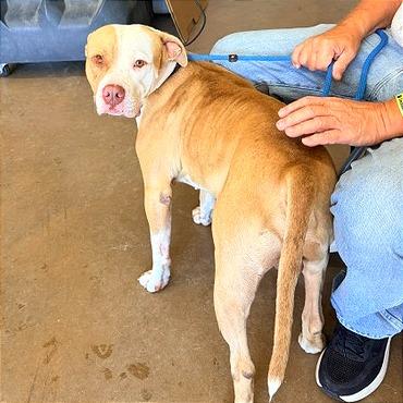 Enlarge Buster, a Adoptable mixed breed in Denison, TX image 2/3