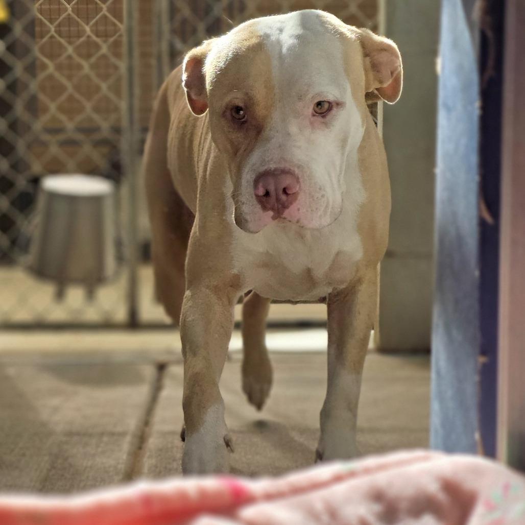 Enlarge Buster, a Adoptable mixed breed in Denison, TX image 3/3