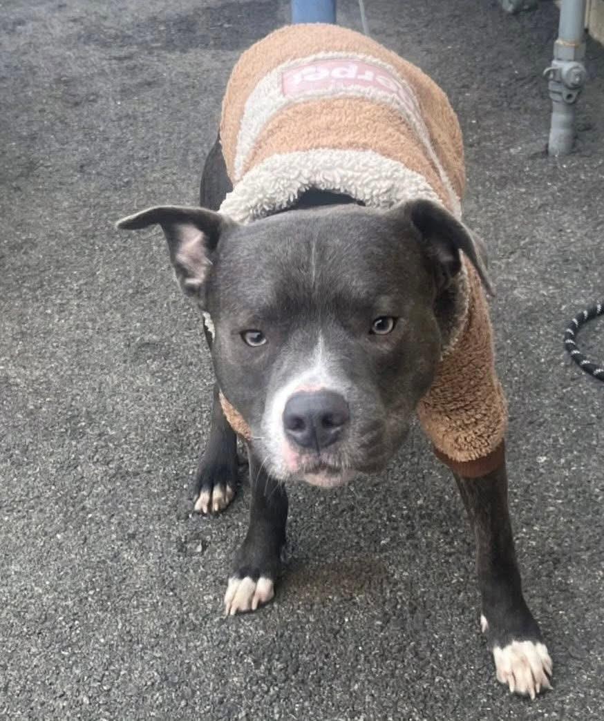 Enlarge Ripley, a ADOPTABLE mixed breed in Jackson , NJ image 1/2