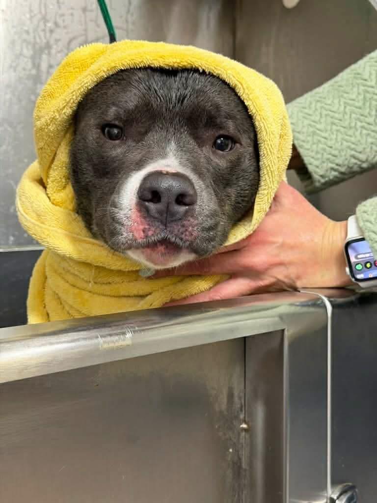 Enlarge Ripley, a ADOPTABLE mixed breed in Jackson , NJ image 2/2