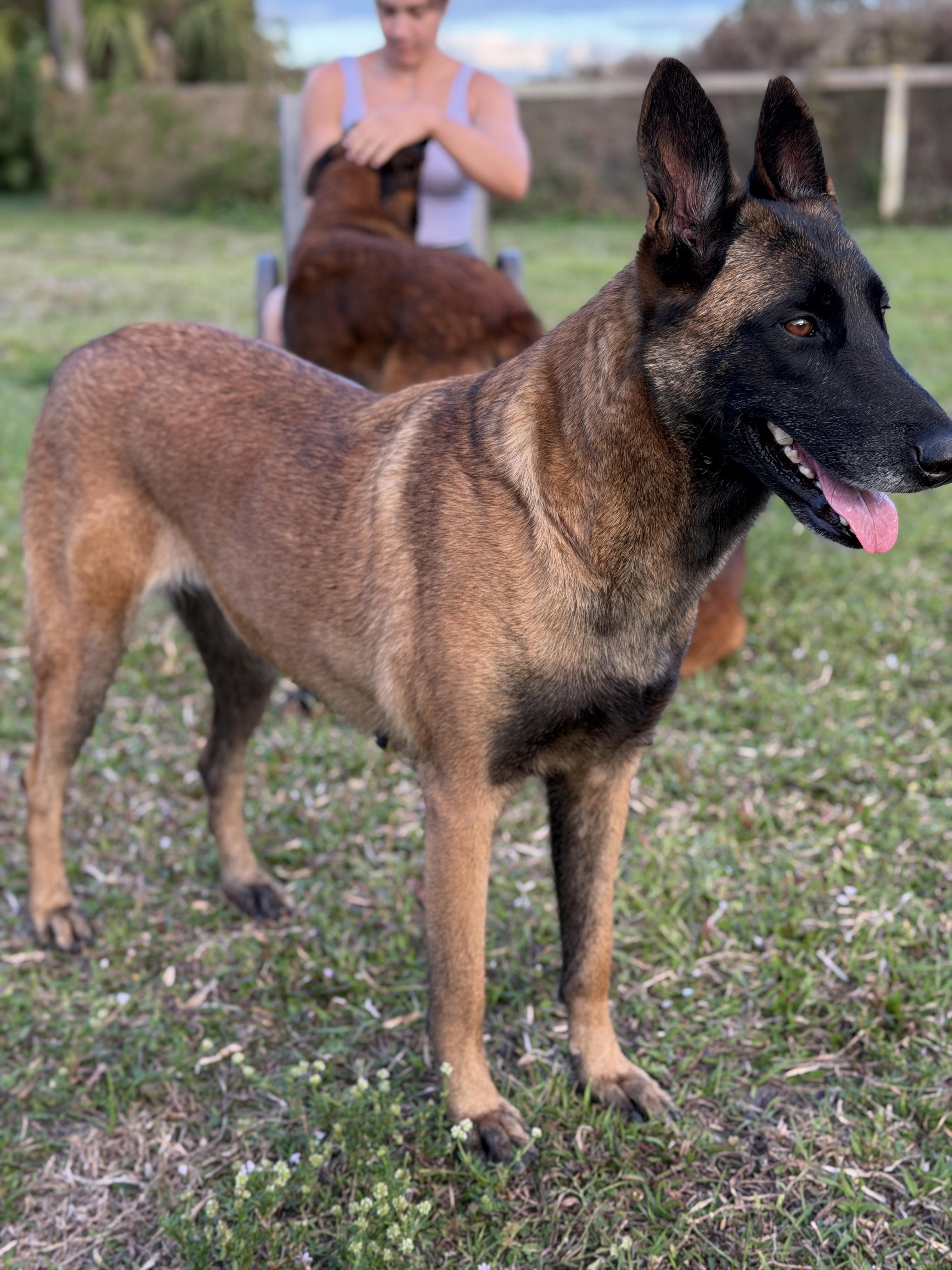Saphira , ADOPTABLE, Adult Female Belgian Shepherd / Malinois.