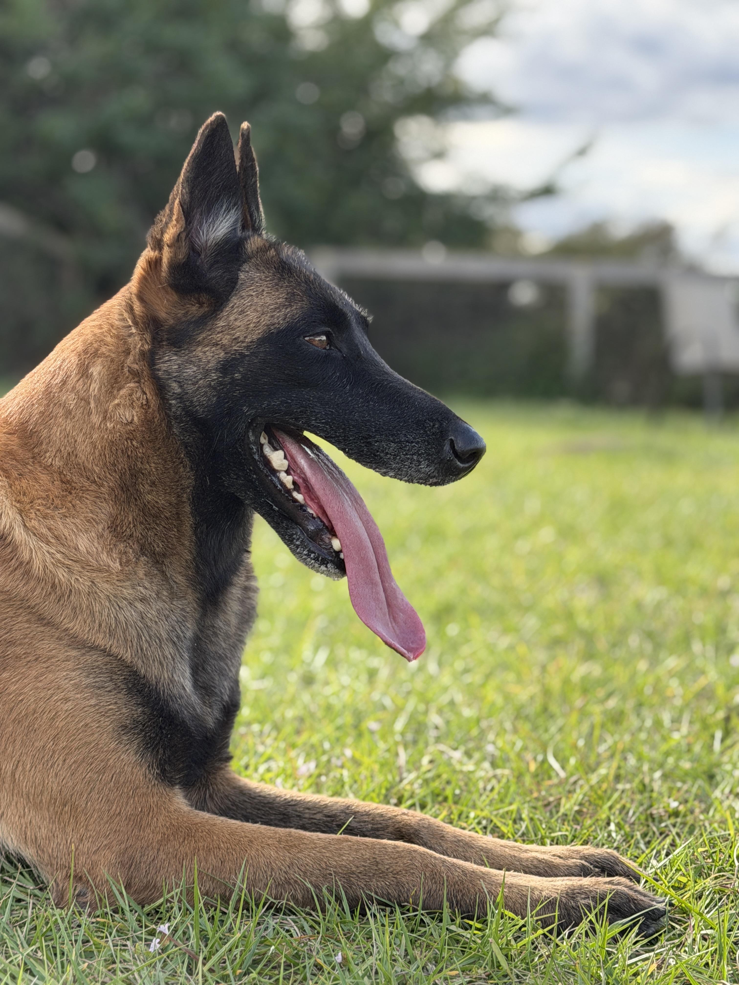 Saphira , a ADOPTABLE Belgian Shepherd / Malinois in Port Saint Lucie, FL image 2/2