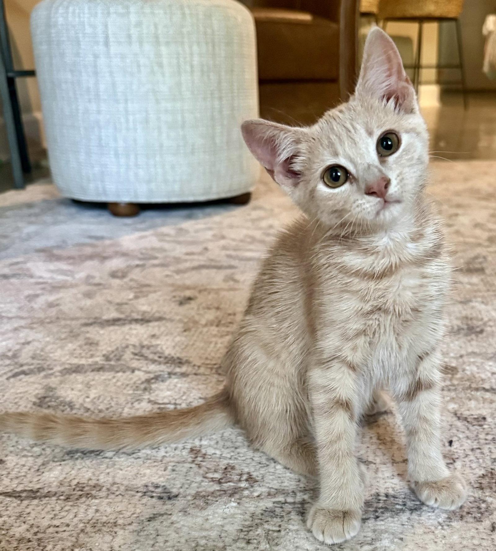 Dolly Lou Purrton, Adopted, Young Female Domestic Short Hair.