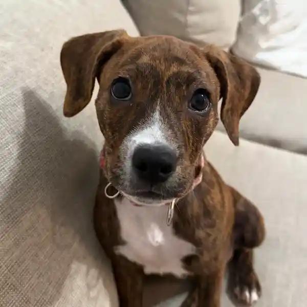Enlarge Kiera, a Adopted mixed breed in Awendaw, SC image 1/1