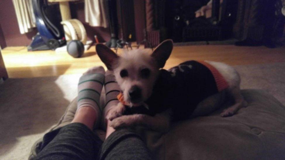 Belmont, Adopted, Young Male Terrier.