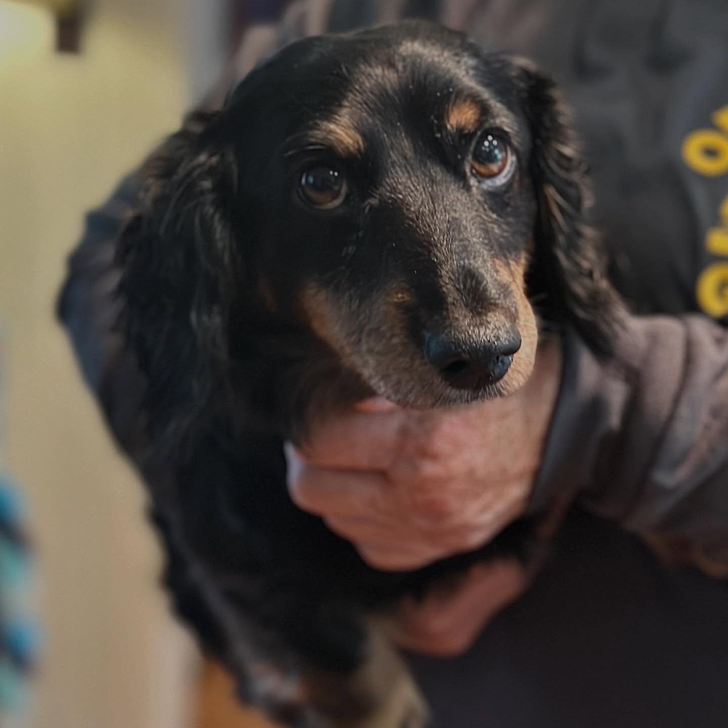 Enlarge Daisy, a Adoptable Dachshund (Long Haired) in Portland, OR image 1/1