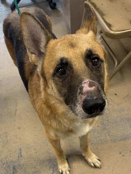 Enlarge Clubber, a Adoptable mixed breed in Inverness, FL image 2/2