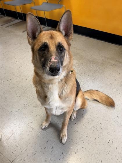 Enlarge Clubber, a Adoptable mixed breed in Inverness, FL image 1/2