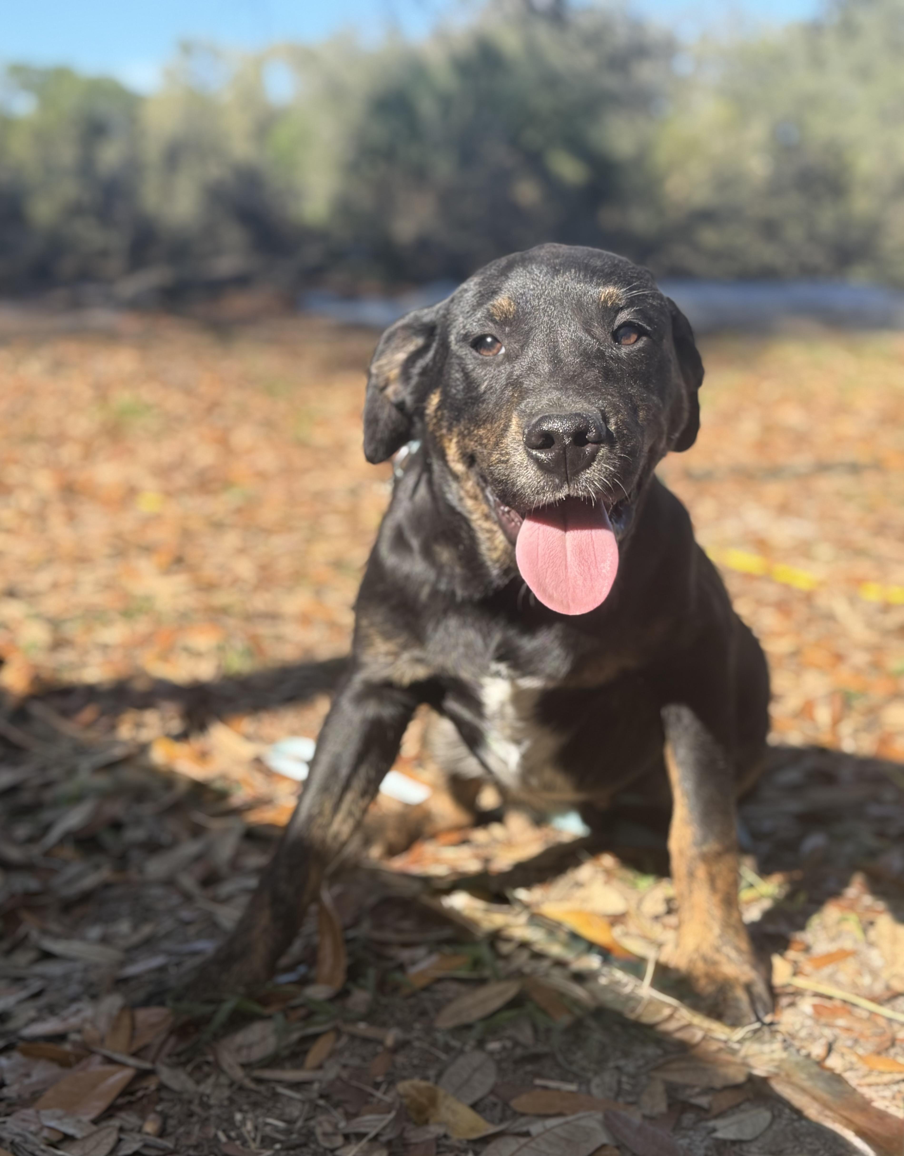 Enlarge Sammy Kershaw, a ADOPTABLE mixed breed in DELTONA, FL image 4/4