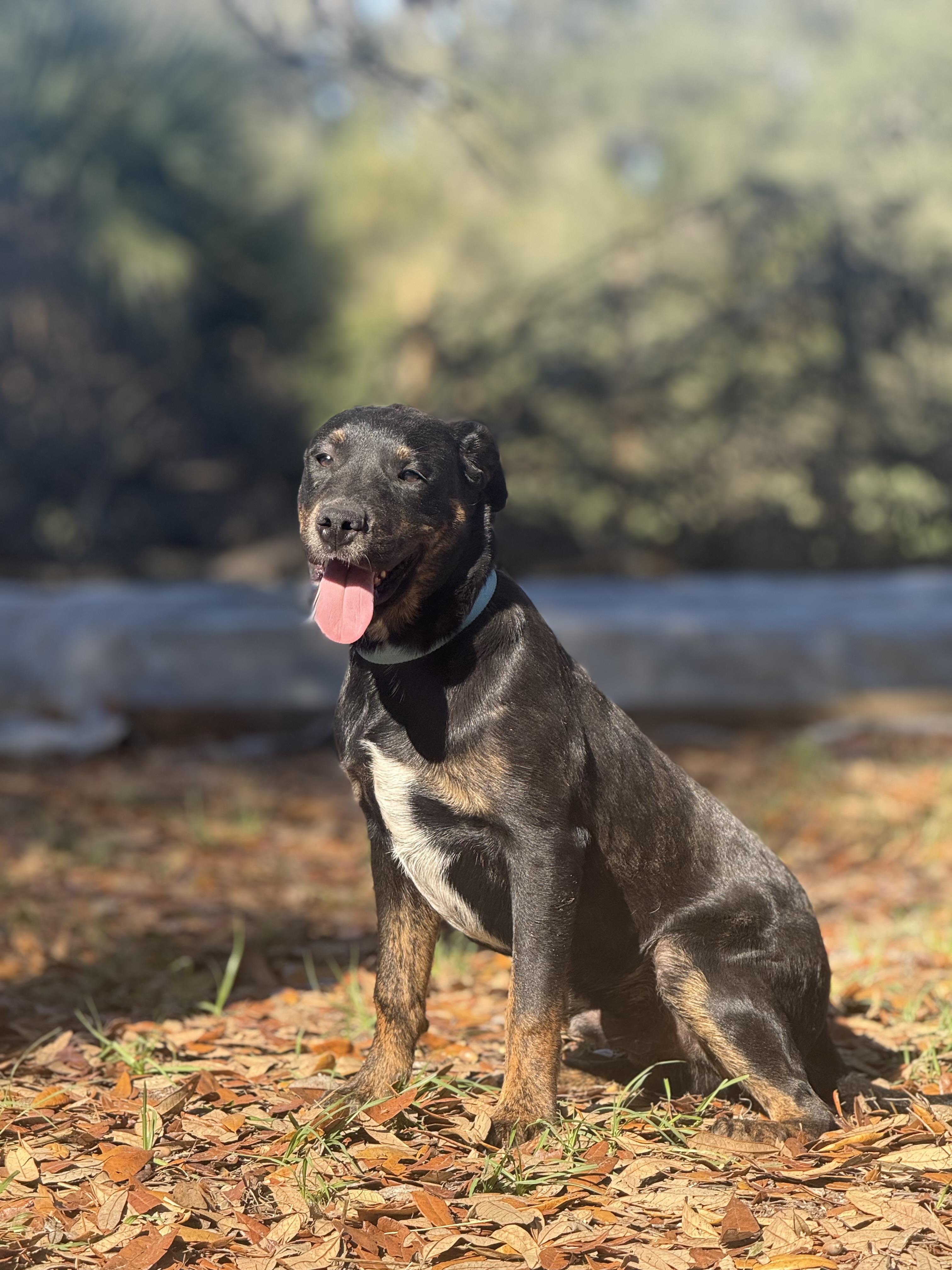 Sammy Kershaw, ADOPTABLE, Young Male Golden Retriever & Australian Cattle Dog / Blue Heeler.