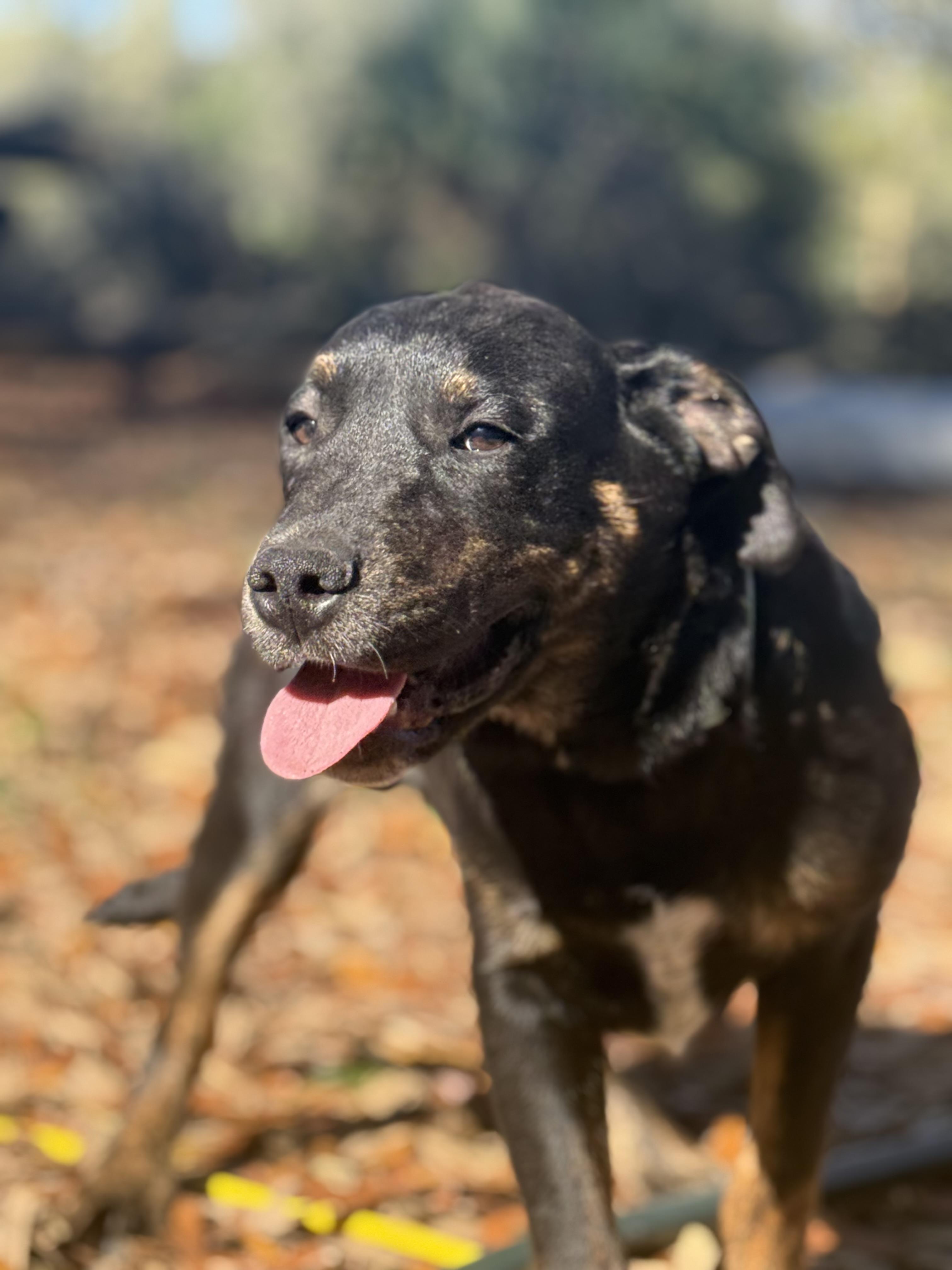 Enlarge Sammy Kershaw, a ADOPTABLE mixed breed in DELTONA, FL image 3/4