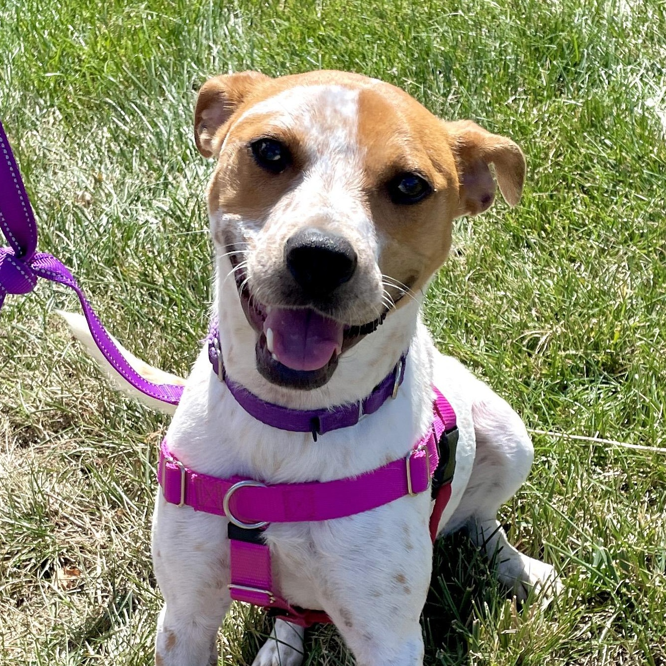 Stella, a Adoptable mixed breed in Warren, NJ image 3/6