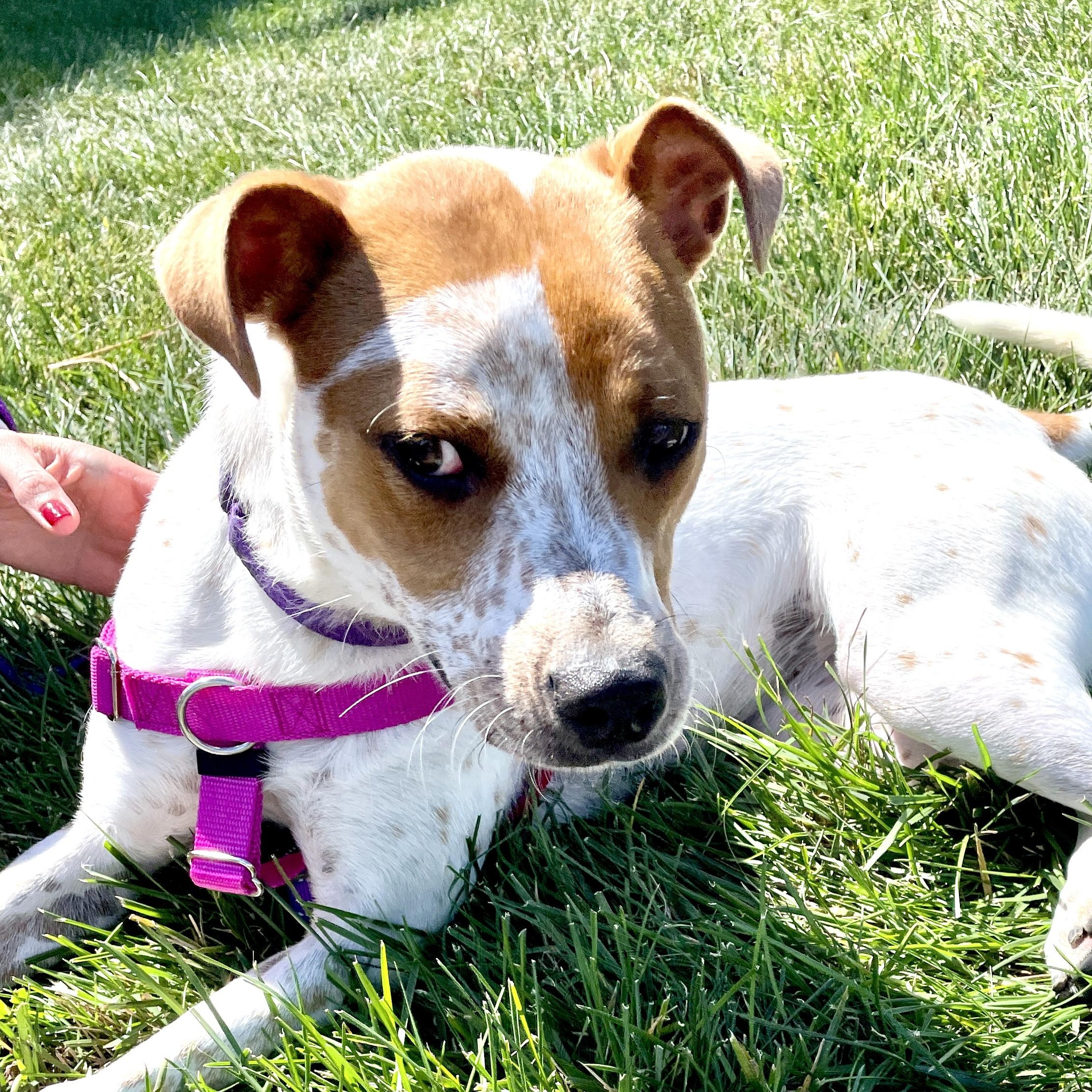 Stella, Adoptable, Young Female English Coonhound & Terrier.