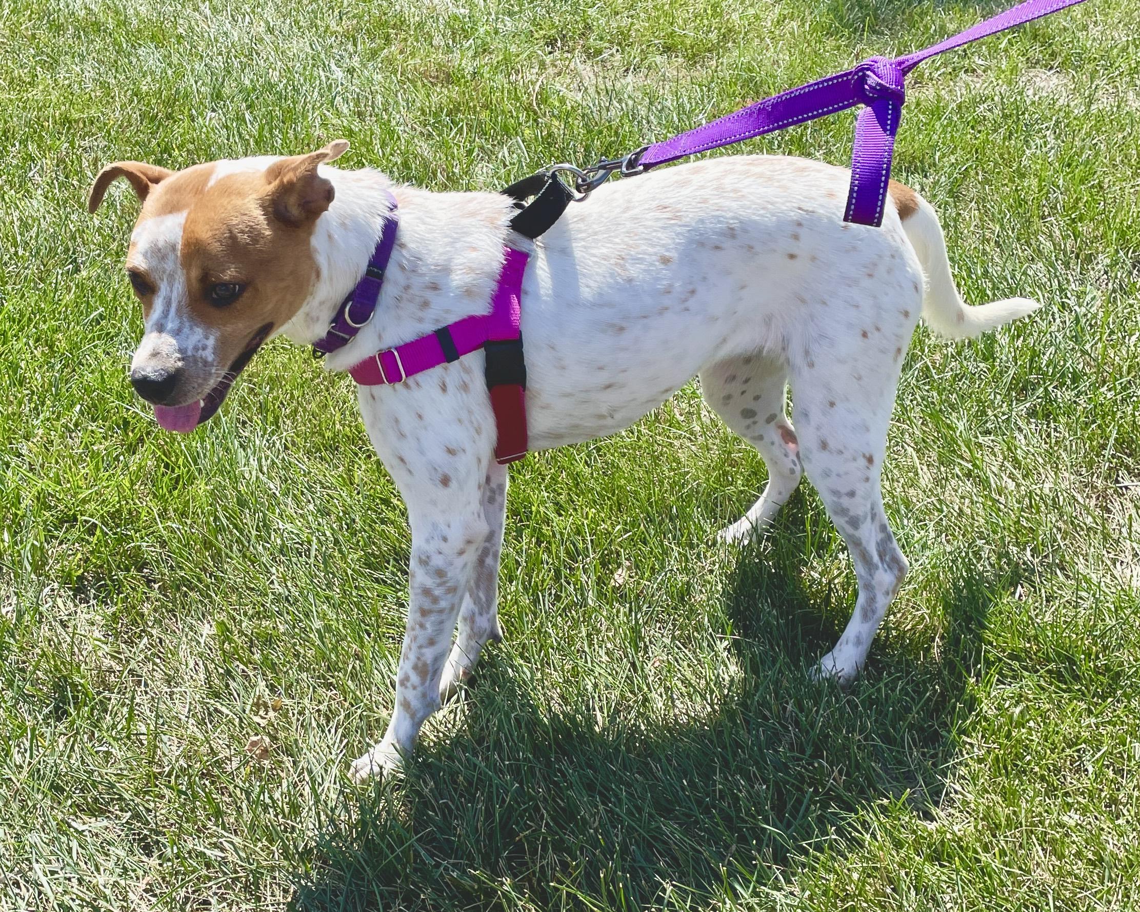 Stella, a Adoptable mixed breed in Warren, NJ image 4/6