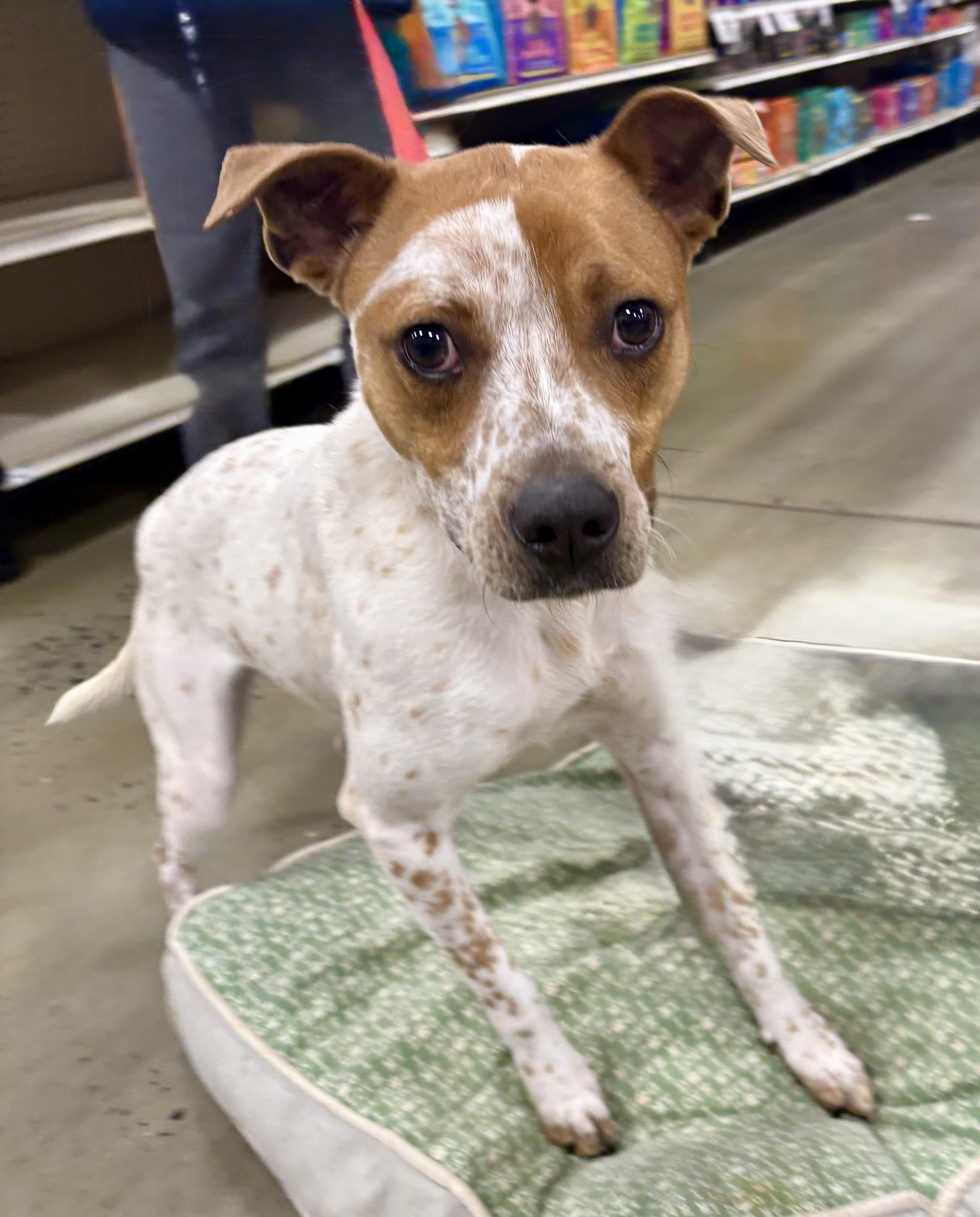 Enlarge Stella, a Adoptable mixed breed in Warren, NJ image 2/6