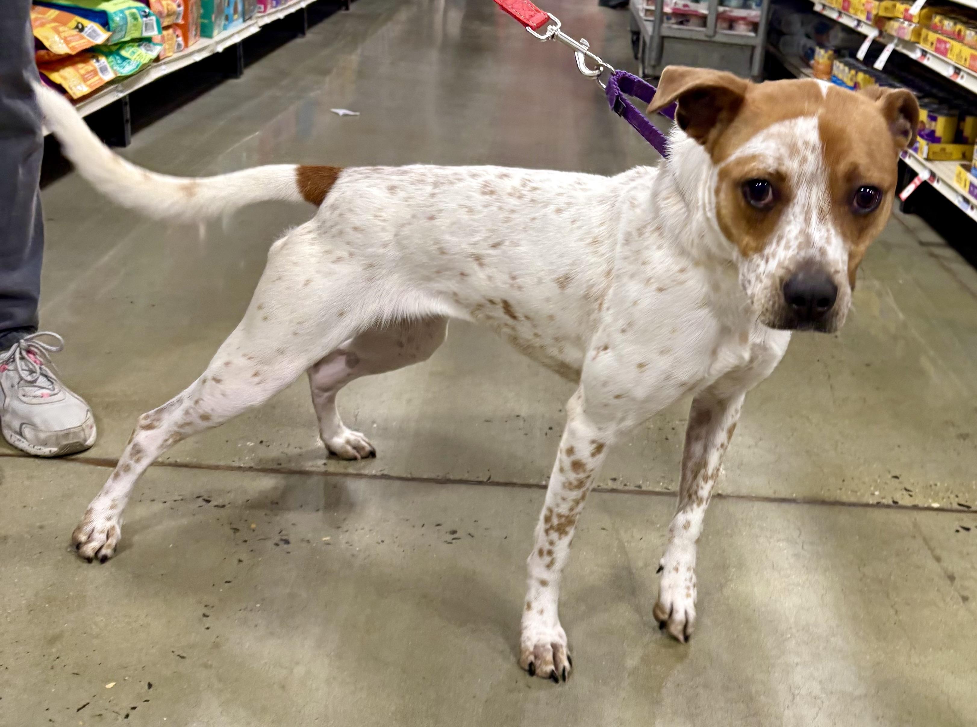 Enlarge Stella, a Adoptable mixed breed in Warren, NJ image 4/6