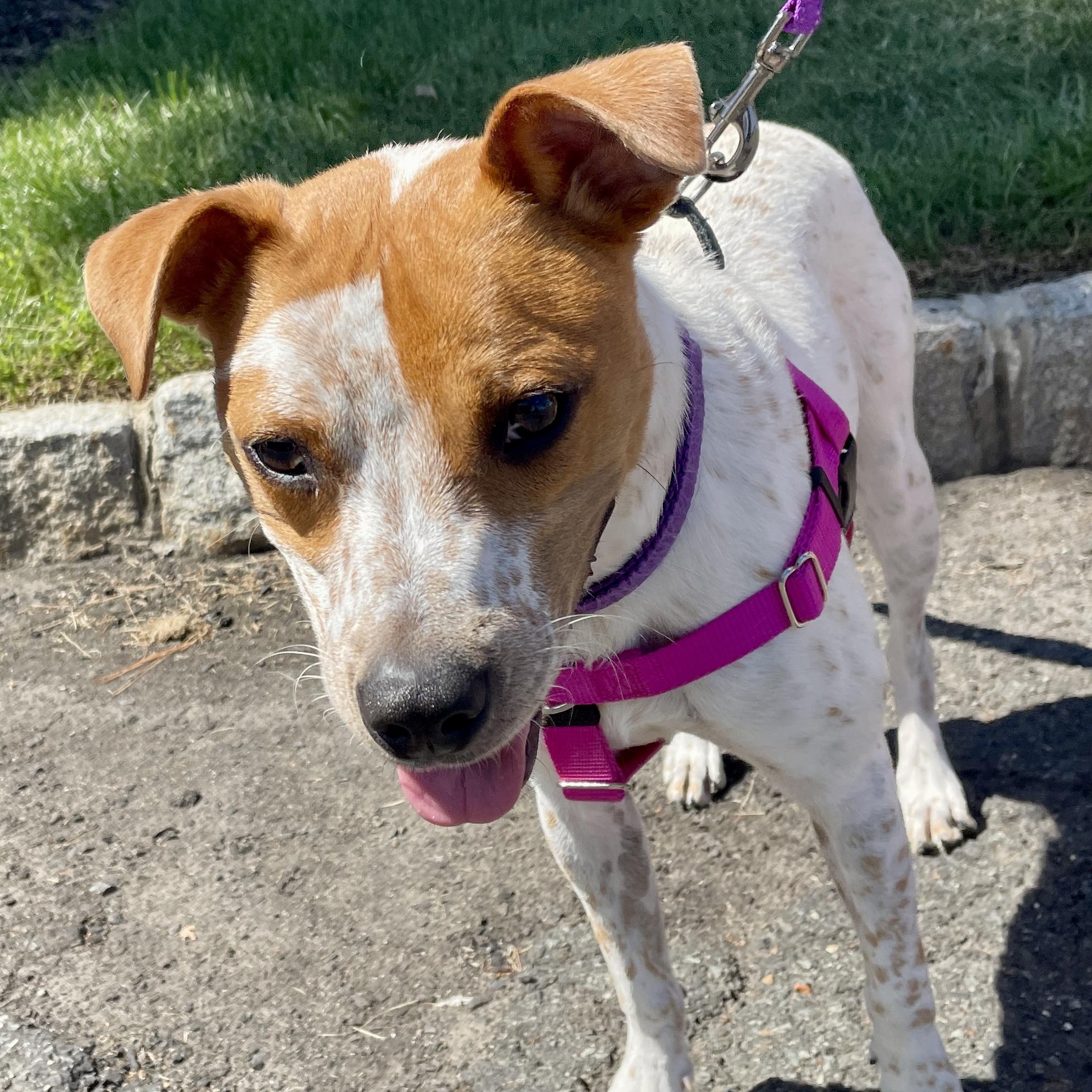 Stella, a Adoptable mixed breed in Warren, NJ image 5/6