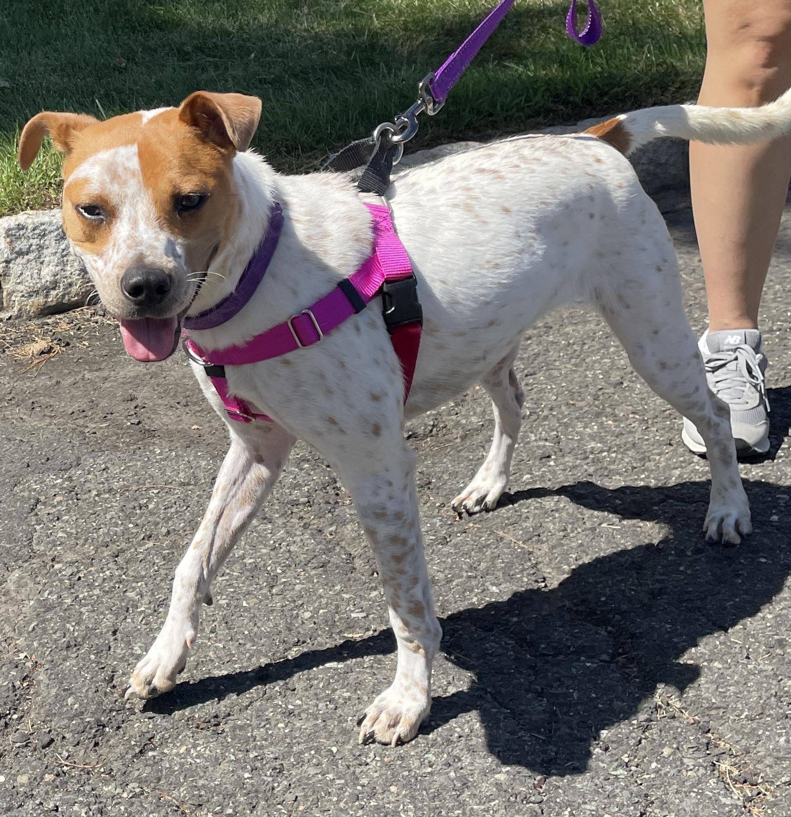 Stella, a Adoptable mixed breed in Warren, NJ image 2/6