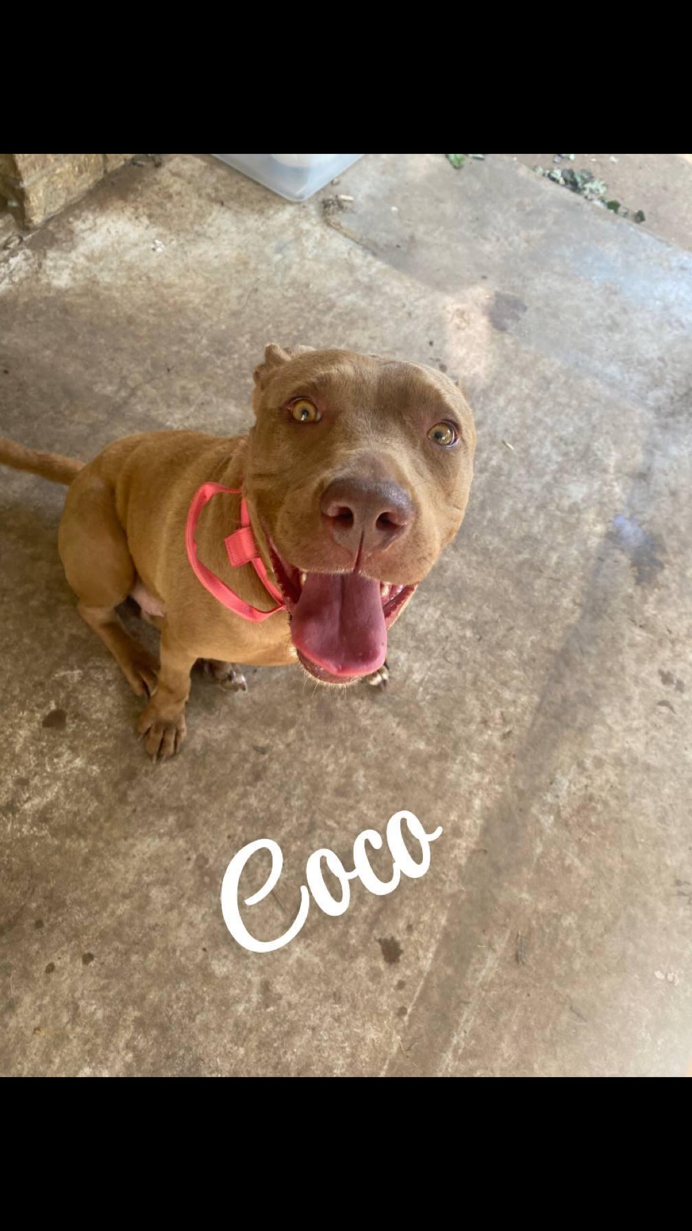 Coco — thumbnail 3