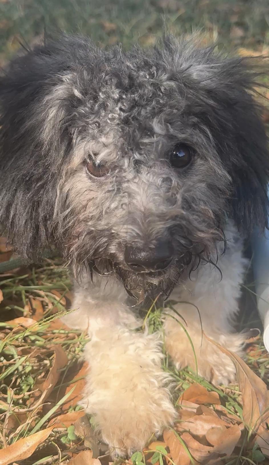 Enlarge Pickle, a Adoptable Schnoodle in Falmouth, MA image 3/4