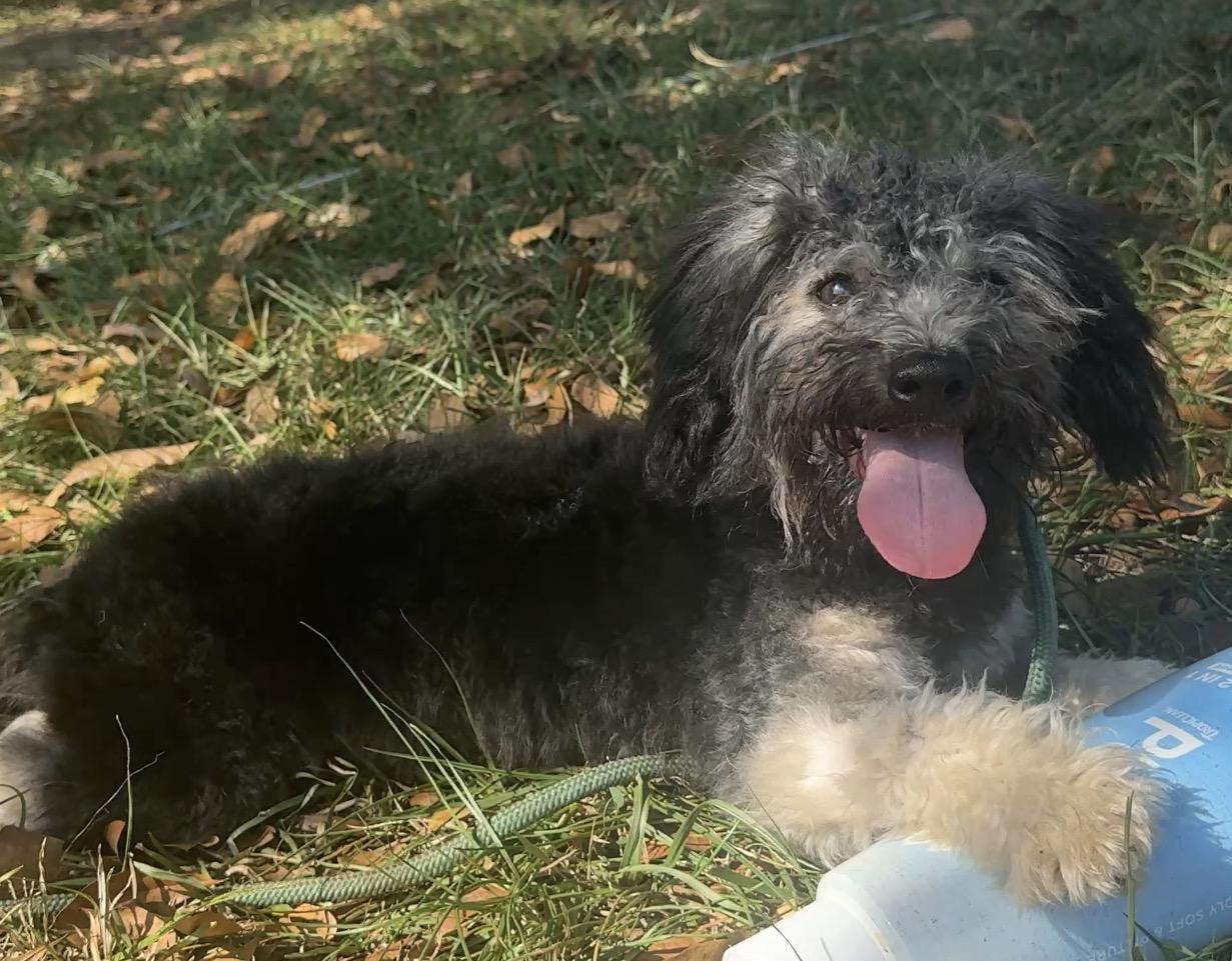 Pickle, Adoptable, Puppy Male Schnoodle.