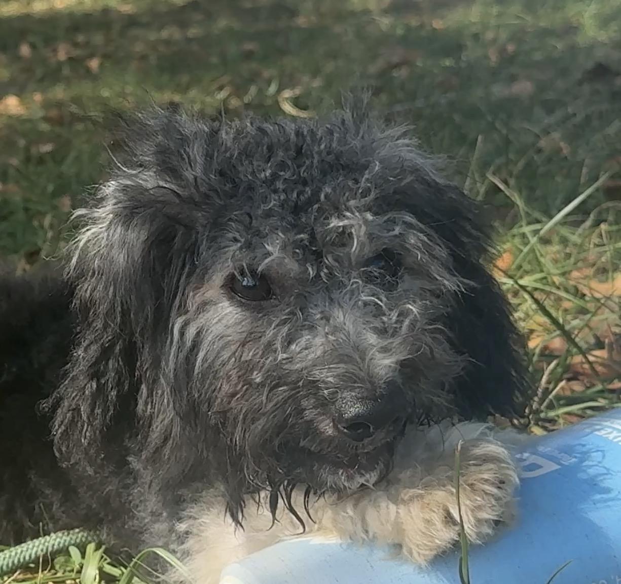 Enlarge Pickle, a Adoptable Schnoodle in Falmouth, MA image 2/4
