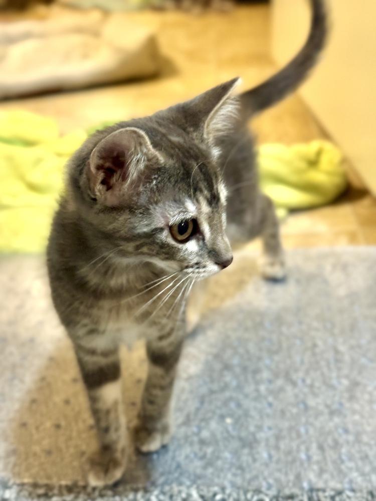 Enlarge Lotty, a Adoptable Domestic Short Hair in Omaha, NE image 1/1
