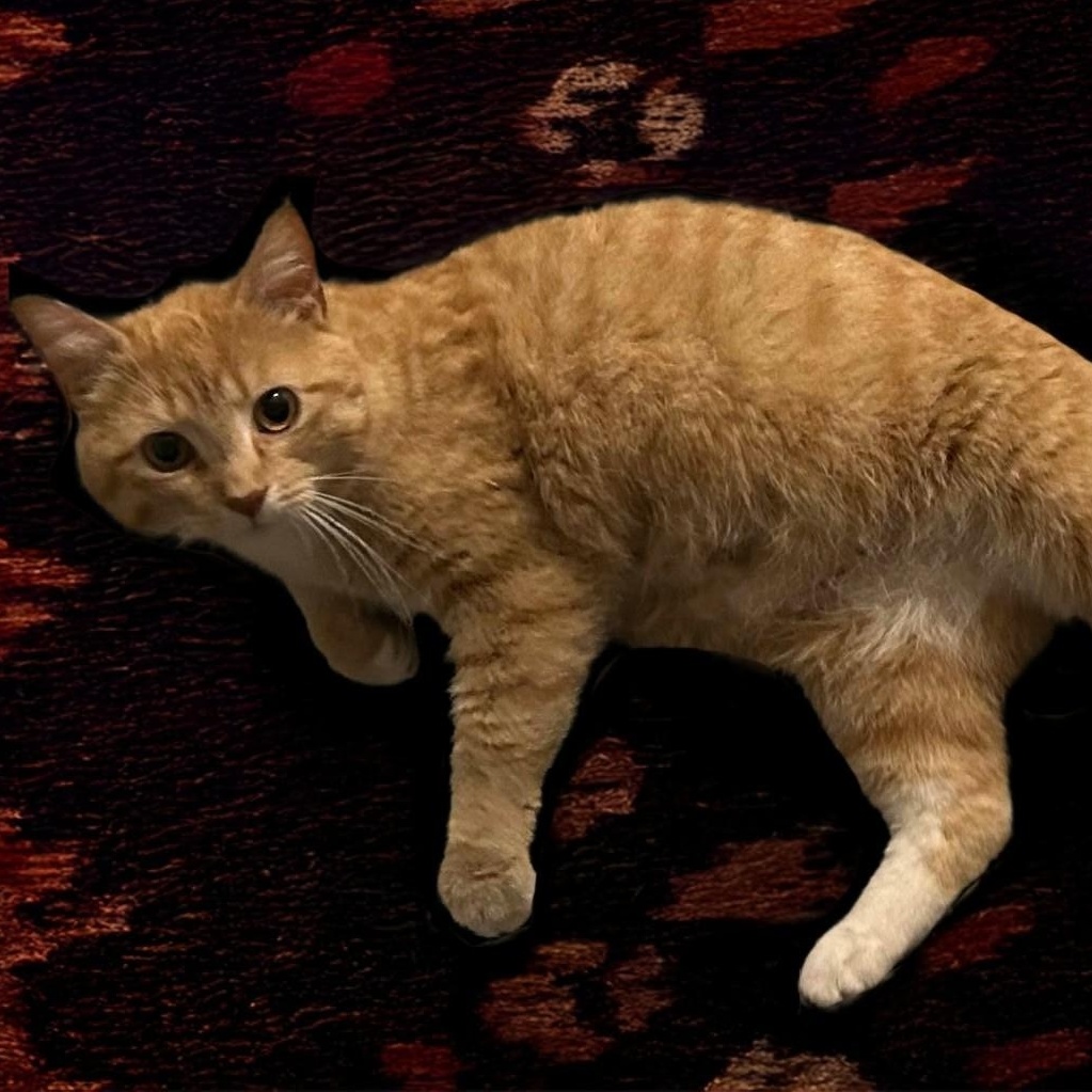 Photo of Lil Dude
