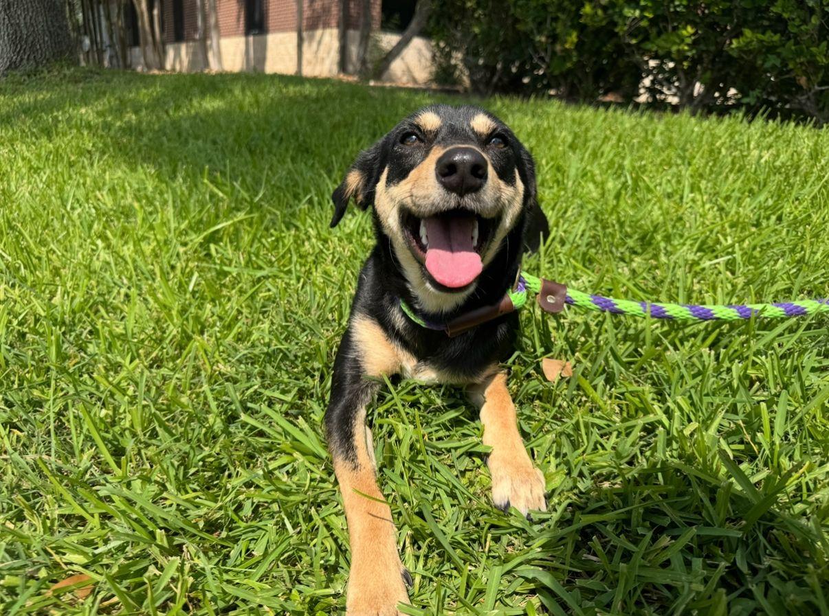 Ruthie, a Adoptable mixed breed in Houston, TX image 1/6