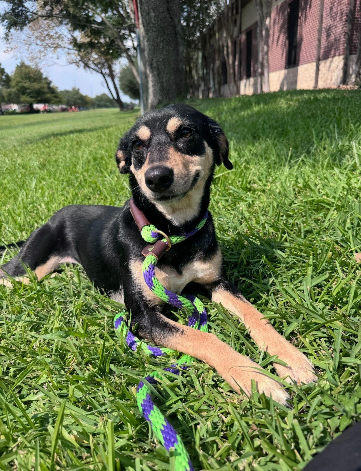 Ruthie, a Adoptable mixed breed in Houston, TX image 2/6