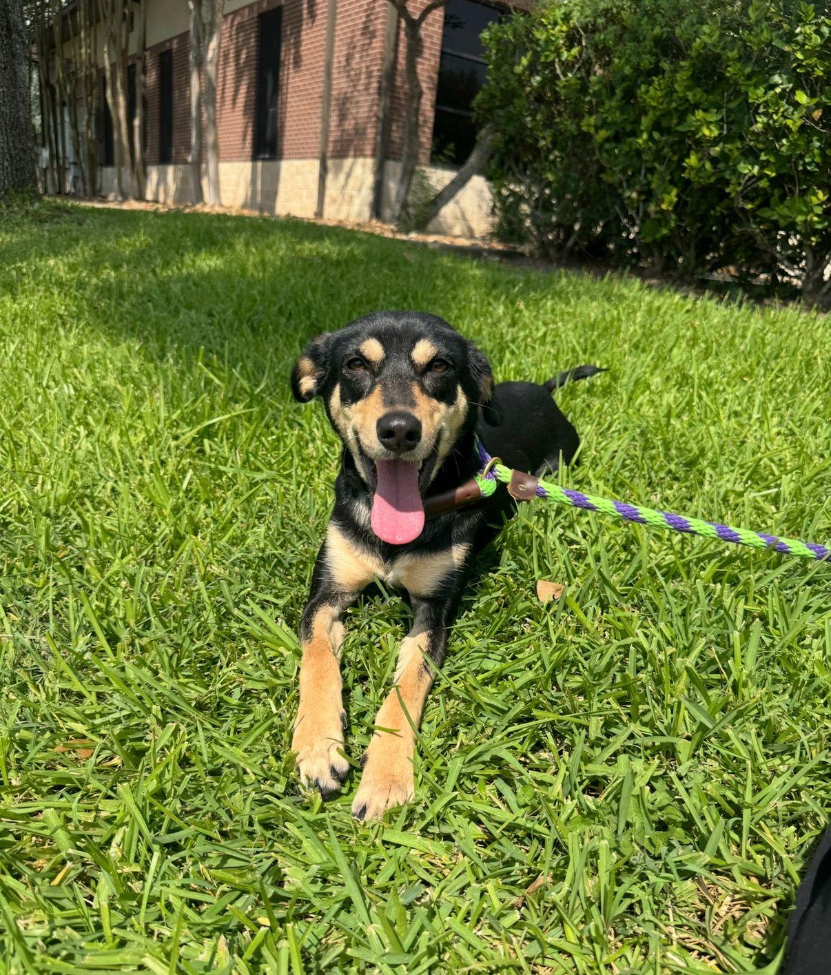 Ruthie, a Adoptable mixed breed in Houston, TX image 3/6