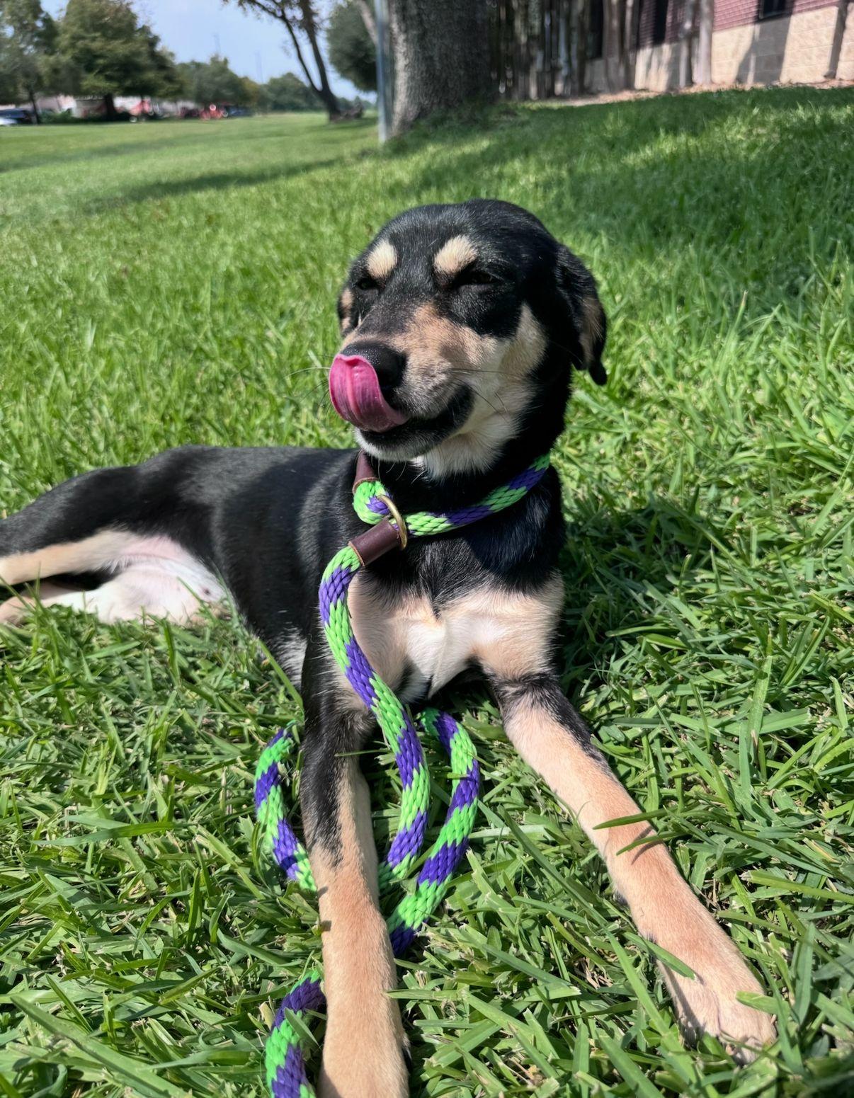 Ruthie, a Adoptable mixed breed in Houston, TX image 4/6