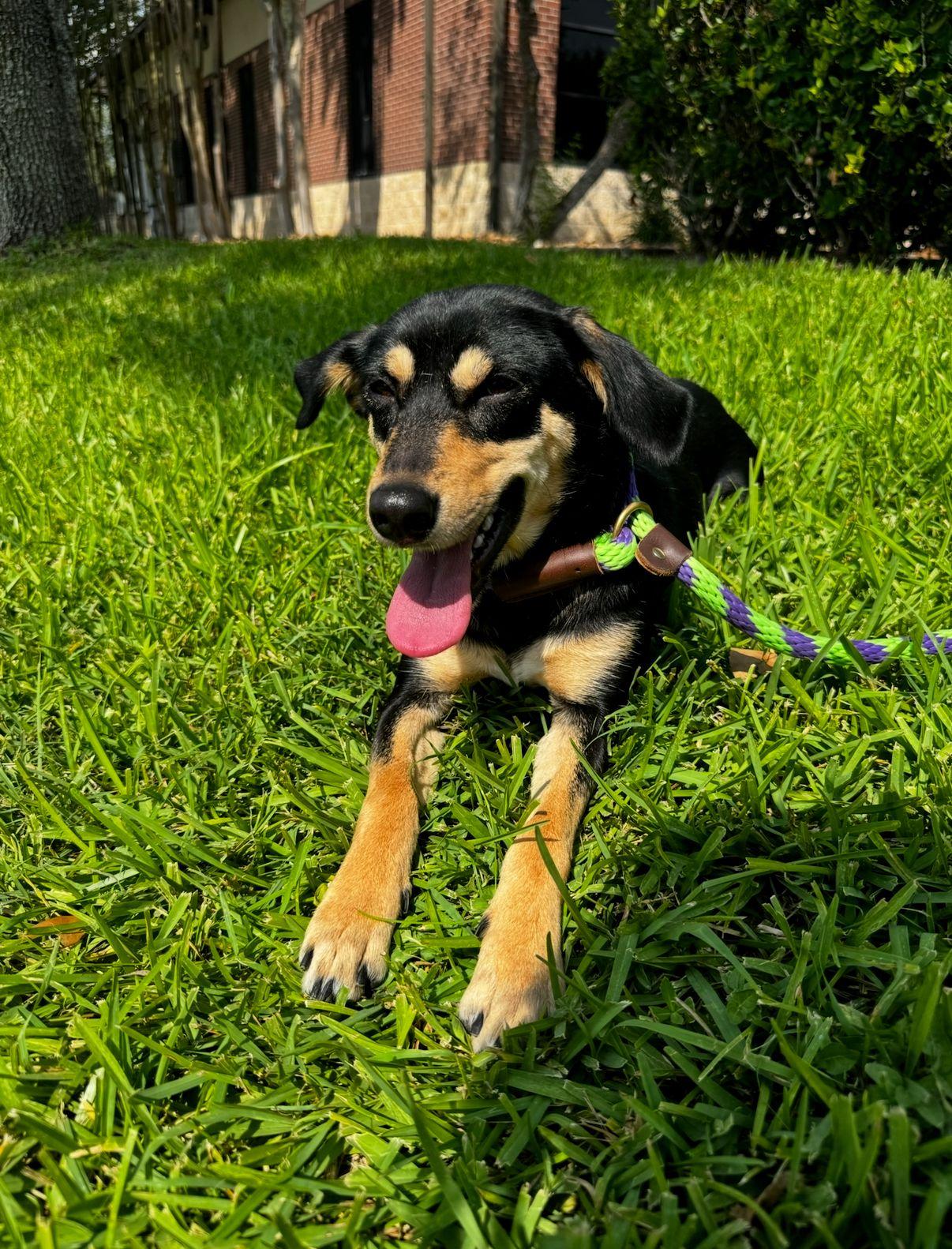 Ruthie, a Adoptable mixed breed in Houston, TX image 5/6