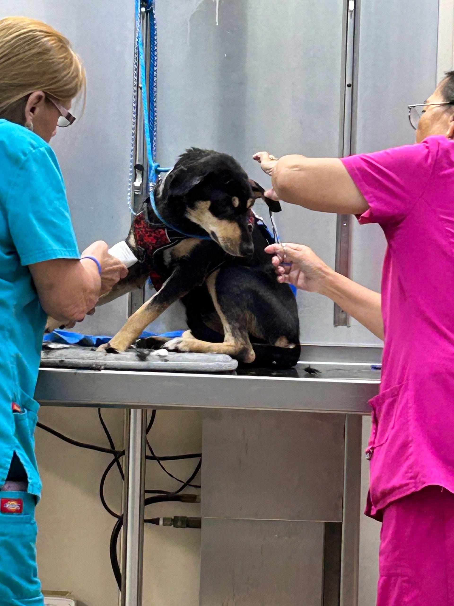 Ruthie, a Adoptable mixed breed in Houston, TX image 6/6