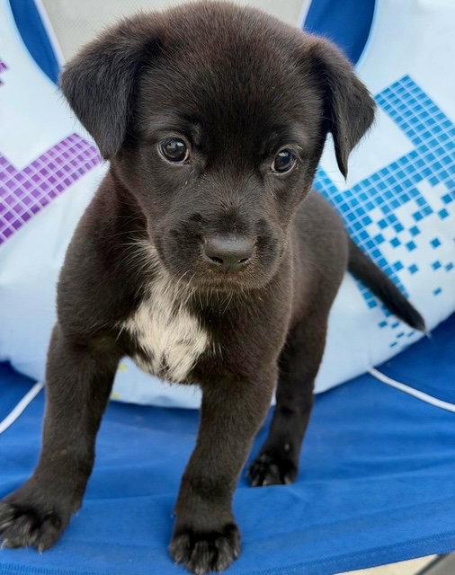 Kai, Adopted, Puppy Female Labrador Retriever.