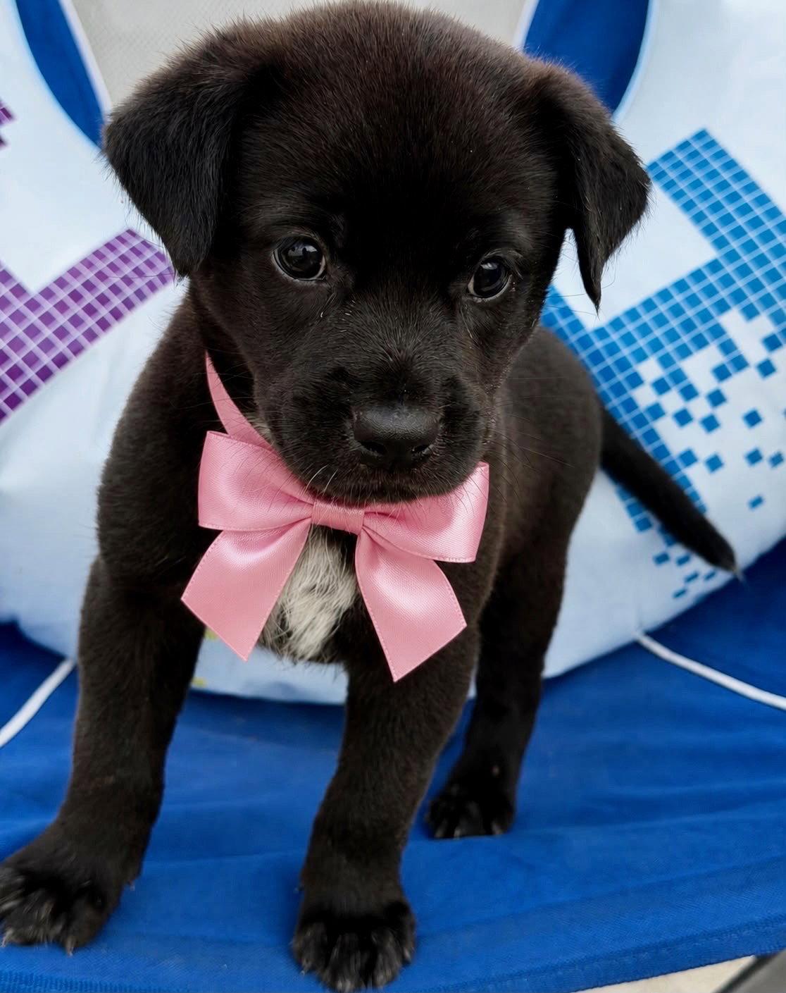 Enlarge Kai, a Adopted Labrador Retriever in Lake Hopatcong, NJ image 2/3