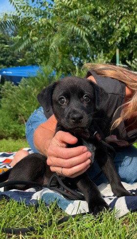 Enlarge Kai, a Adopted Labrador Retriever in Lake Hopatcong, NJ image 3/3