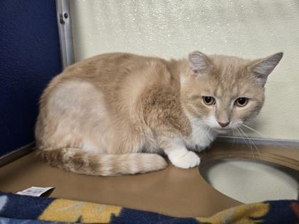 Kongo OF55 — thumbnail 2