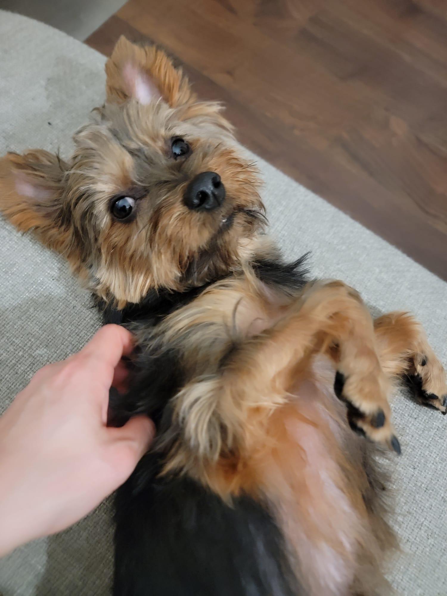 Enlarge Cody, a ADOPTABLE Yorkshire Terrier in Vancouver, BC image 5/6
