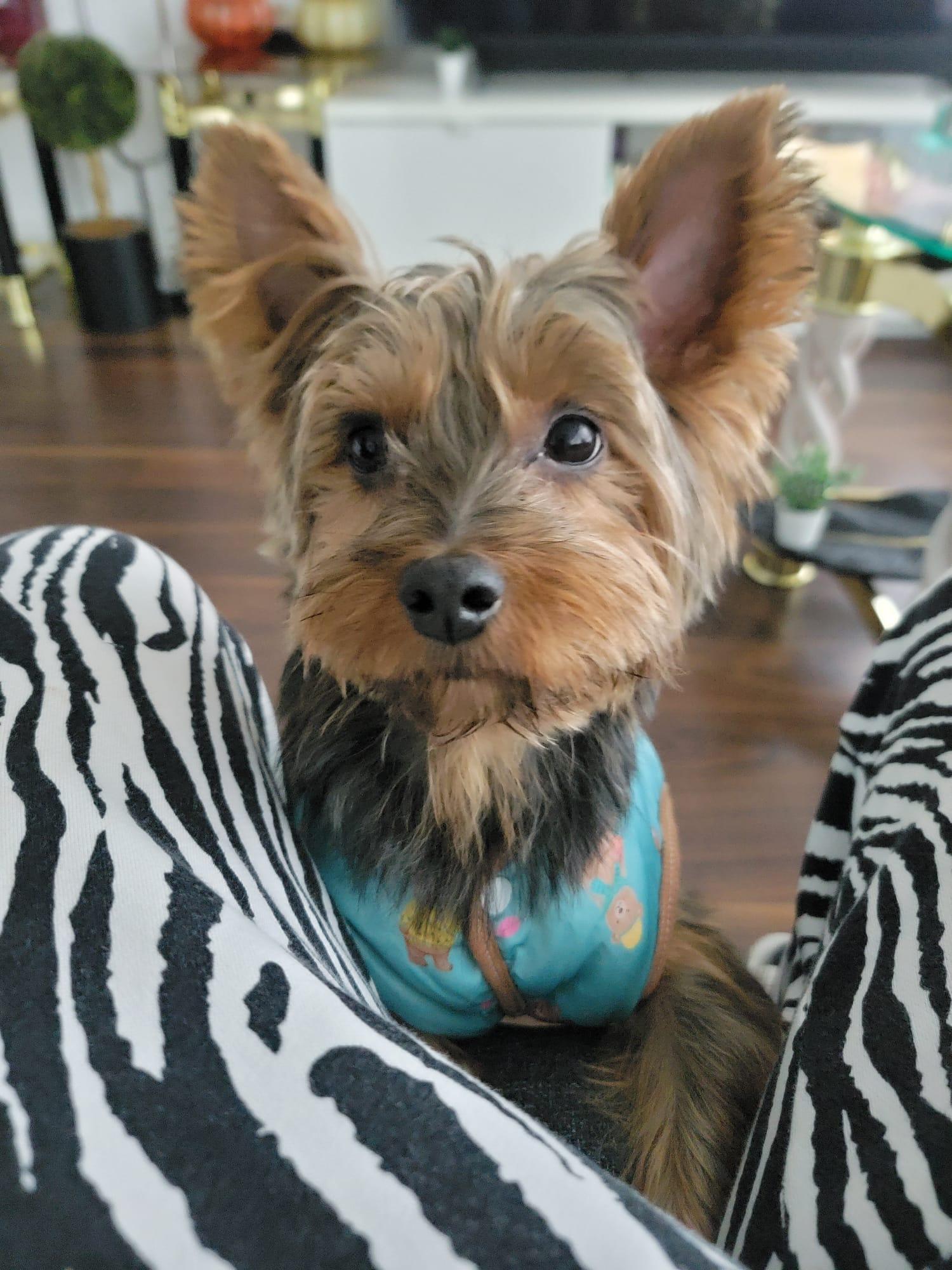 Enlarge Cody, a ADOPTABLE Yorkshire Terrier in Vancouver, BC image 4/6