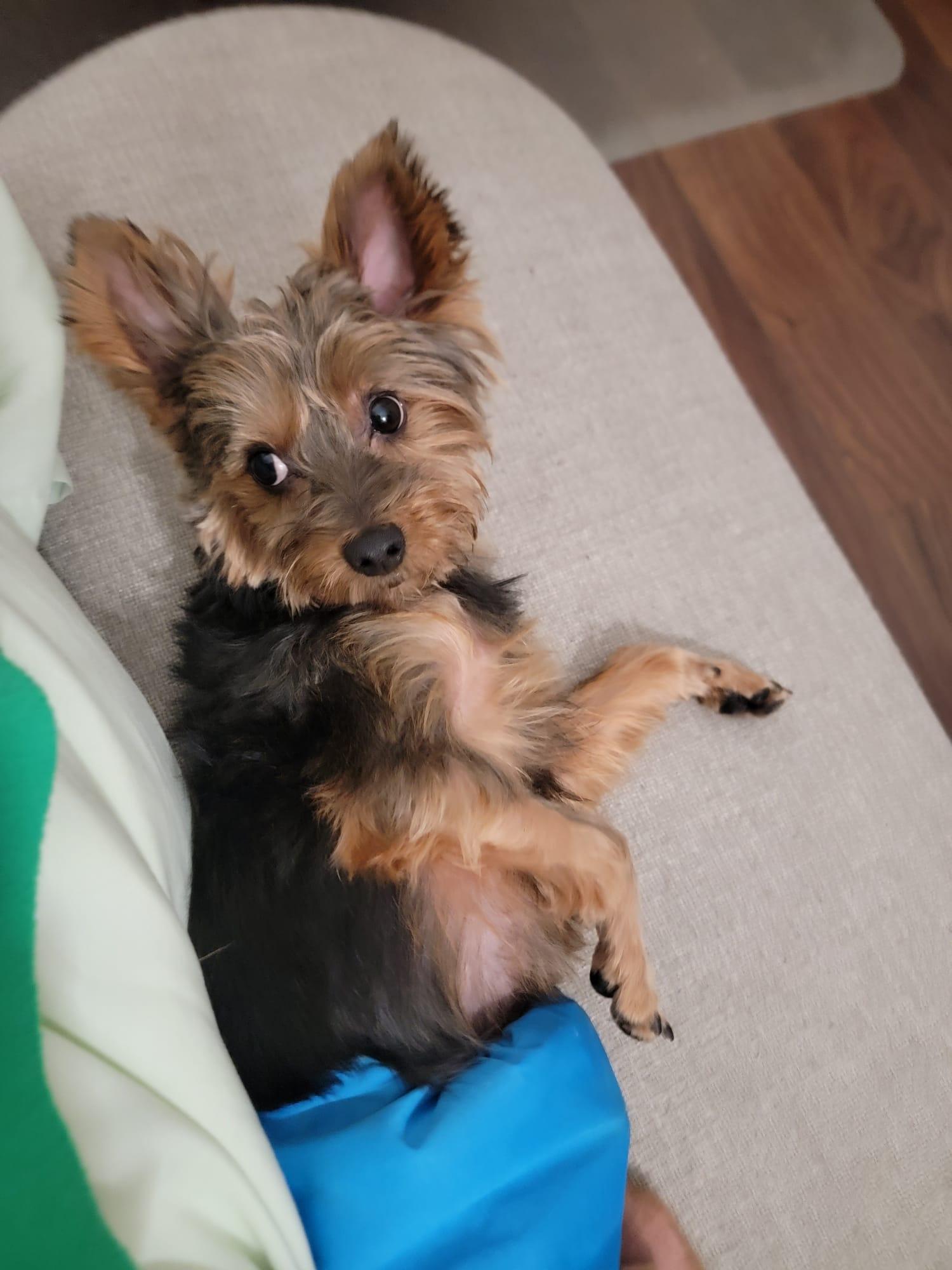 Enlarge Cody, a ADOPTABLE Yorkshire Terrier in Vancouver, BC image 6/6
