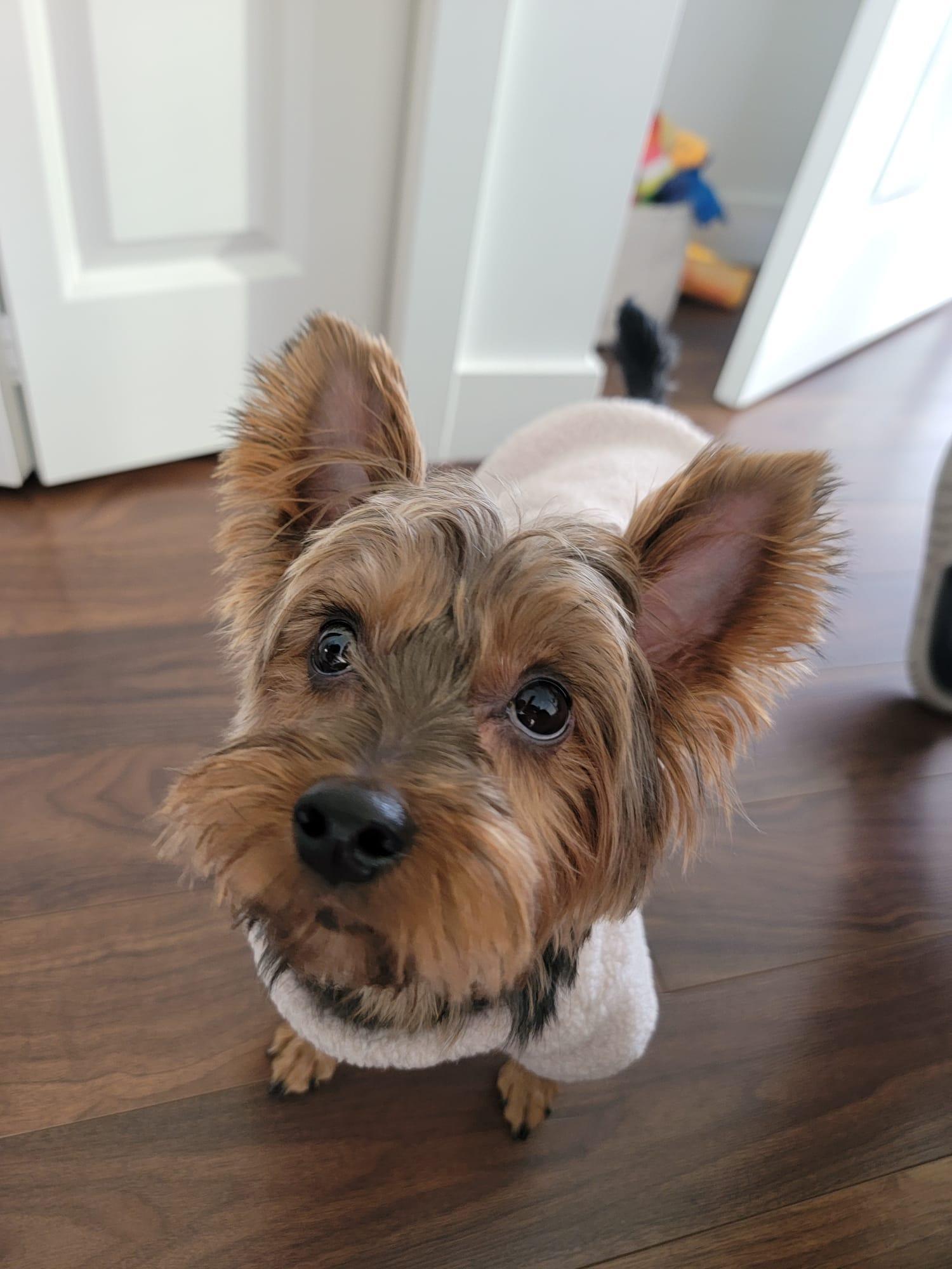 Enlarge Cody, a ADOPTABLE Yorkshire Terrier in Vancouver, BC image 3/6